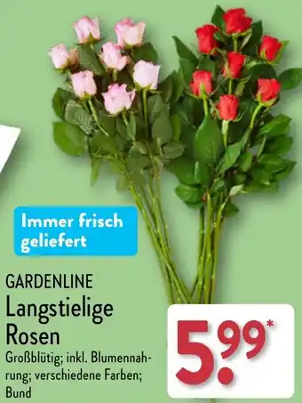 Aldi Nord GARDENLINE Langstielige Rosen Angebot