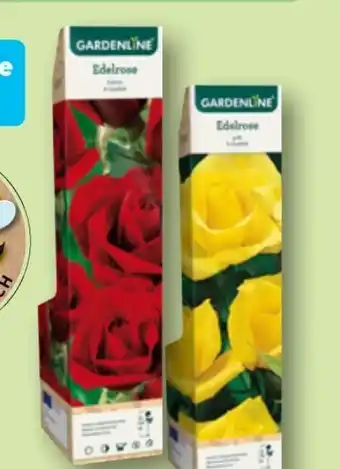 Aldi Nord Edelrose Angebot