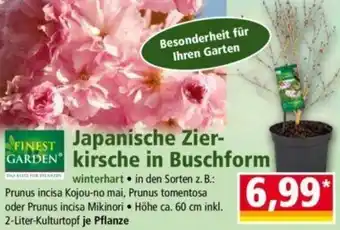 Norma Finest Garden Japanische Zierkirsche in Buschform Angebot