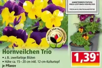 Norma Hornveilchen Trio Angebot