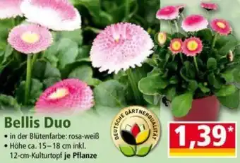 Norma Bellis Duo Angebot