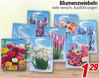 CENTERSHOP Blumenzwiebeln Angebot