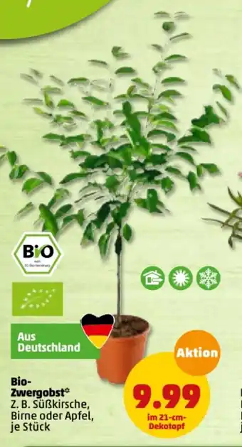 PENNY Bio Zwergobst Angebot