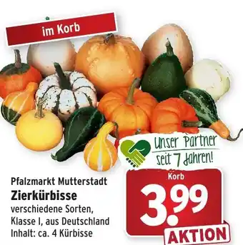 Wasgau Zierkürbisse Angebot