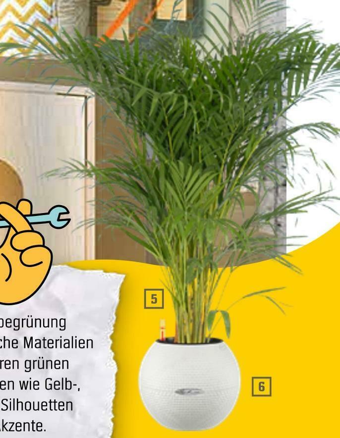 Goldfruchtpalme oder pflanzgef lechuza puro color Angebot bei OBI