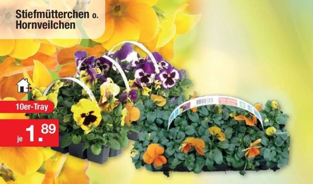 Stiefmutterchen 10er Tray