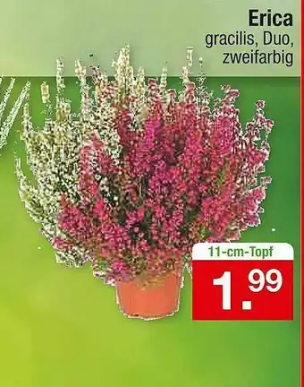 Zimmermann Erica Angebot