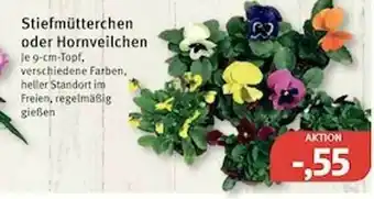 Feneberg Stiefmütterchen Oder Hornveilchen Angebot