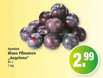 Markant Spanien Blaue Pflaumen „angeleno” Angebot