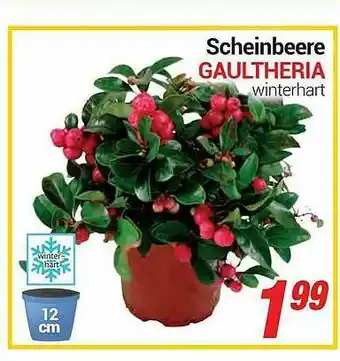 CENTERSHOP Scheinbeere Gaultheria Winterhart Angebot