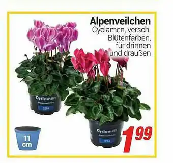 CENTERSHOP Alpenveilchen Cyclamen Angebot