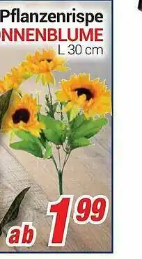 CENTERSHOP Pflanzenrispe Binnenblume Angebot