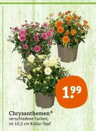 tegut Chrysanthemen Verschiedene Farben Angebot