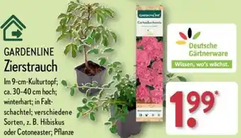 Aldi Nord GARDENLINE Zierstrauch Angebot