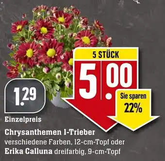 Edeka Neukauf Chrysanthemen I-Trieber oder Erika Calluna Angebot