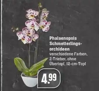 Edeka Phalaenopsis Schmetterlings-orchideen Angebot