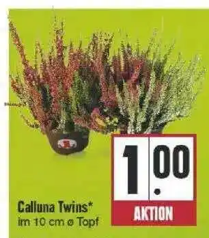 Edeka Calluna Twins Angebot