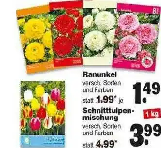 Repo Markt Ranunkel, Schnitttulpenmischung Angebot