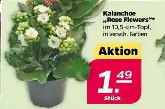 NETTO Kalanchoe „rose Flowers” Angebot