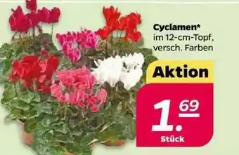 NETTO Cyclamen Angebot