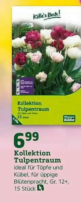 Pflanzen Kölle Kollektion Tulpentraum Angebot