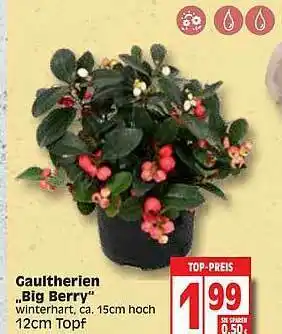 Edeka Gaultherien „big Berry” Angebot