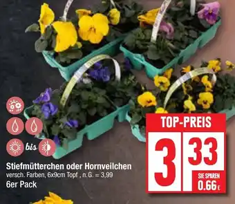 Edeka Stiefmütterchen oder Hornveilchen 6er Pack Angebot