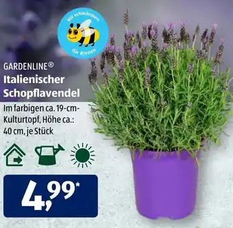 Aldi Süd Gardenline Italienischer Schopflavendel Angebot