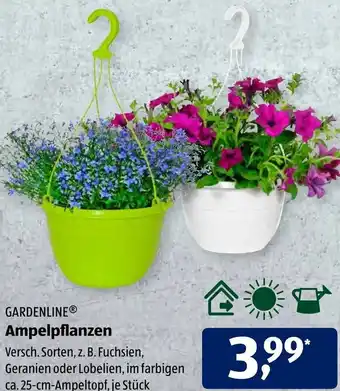 Aldi Süd Gardenline Ampelpflanzen Angebot