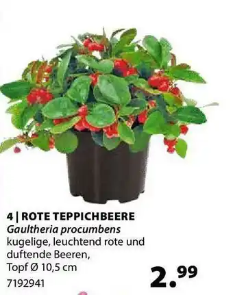 Dehner Rote Teppichbeere Angebot