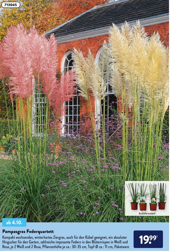 Pampasgras Federquartett Angebot bei Aldi Nord