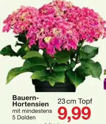 Jawoll Bauern Hortensien Angebot