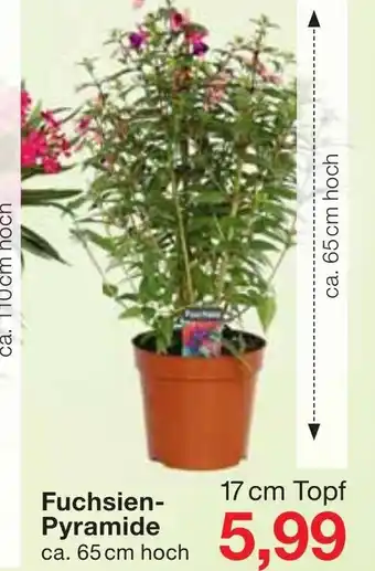 Jawoll Fuchsien Pyramide Angebot