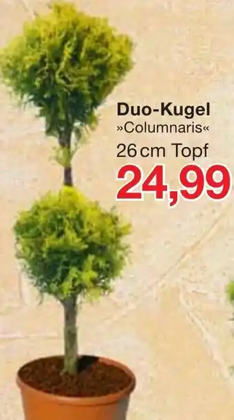 Jawoll Duo Kugel Angebot