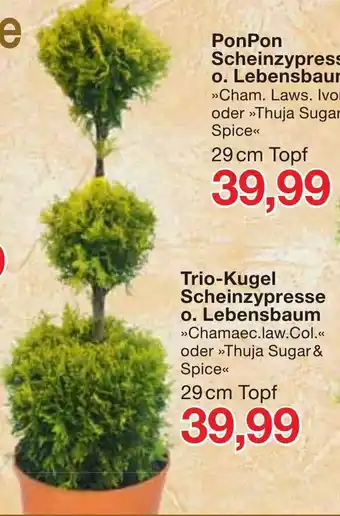 Jawoll Trio Kugel Scheinzypresse o. Lebensbaum Angebot