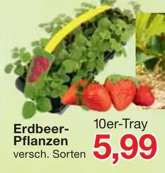 Jawoll Erdbeer Pflanzen Angebot