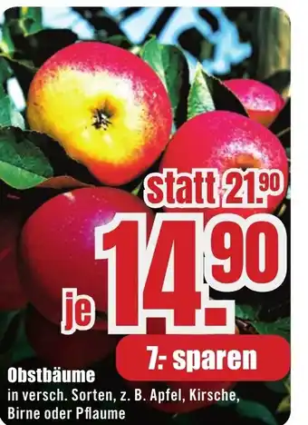 B1 Discount Baumarkt Obstbäume Angebot