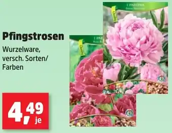 Thomas Philipps Pfingstrosen Angebot