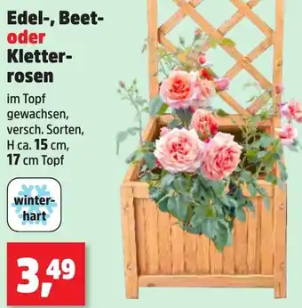 Thomas Philipps Edel, Beet oder Kletterrosen Angebot