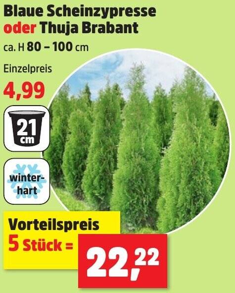 Blaue Scheinzypresse oder Thuja Brabant Angebot bei Thomas Philipps
