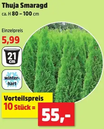 Thomas Philipps Thuja Smaragd ca. H 80-100 cm Angebot