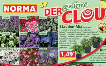 Norma Stauden Mix Angebot