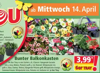 Norma Bunter Balkonkasten Angebot