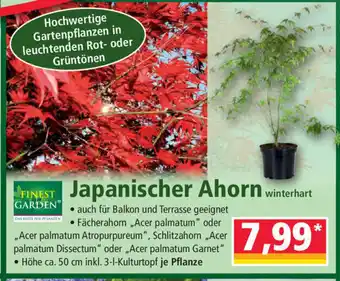 Norma Japanischer Ahorn Angebot