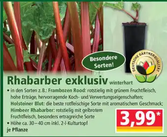 Norma Rhabarber exklusiv Angebot