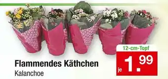 Zimmermann Flammendes käthchen Angebot