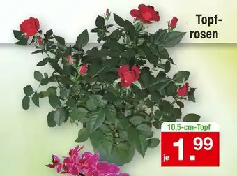Zimmermann Topfrosen Angebot