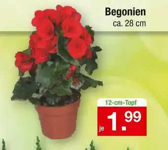 Zimmermann Begonien Angebot