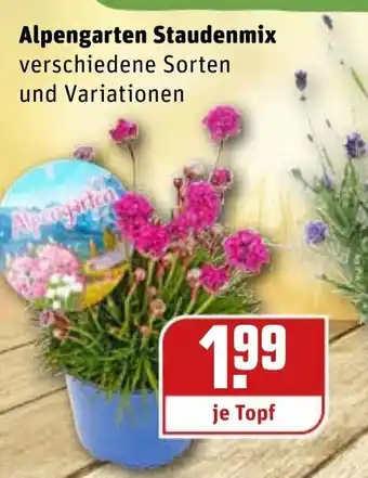 REWE Alpengarten Staudenmix Angebot