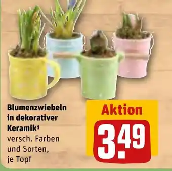 REWE Blumenzwiebeln in dekorativer Keramik Angebot